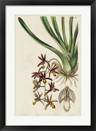 Framed Spring Orchid V Print