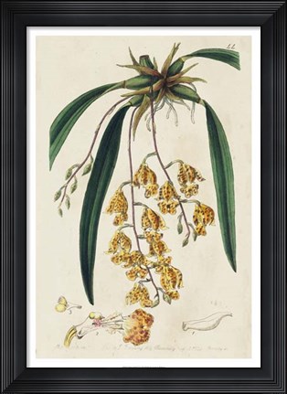 Framed Spring Orchid VI Print