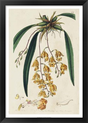 Framed Spring Orchid VI Print