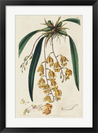 Framed Spring Orchid VI Print