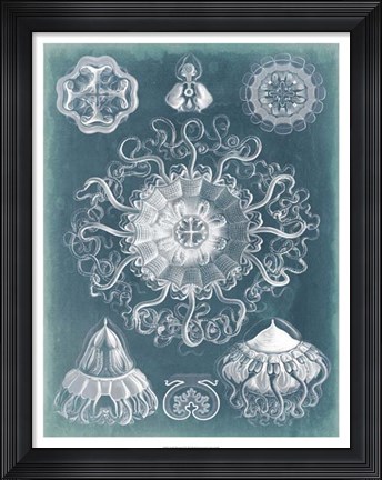 Framed Sealife Blueprint II Print