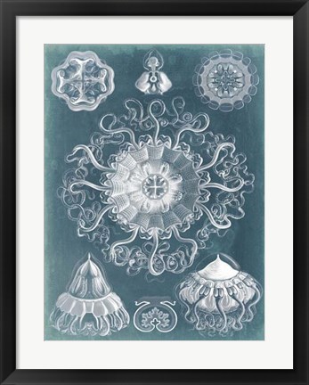 Framed Sealife Blueprint II Print