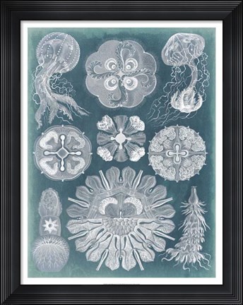 Framed Sealife Blueprint IV Print