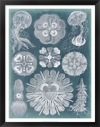 Framed Sealife Blueprint IV Print