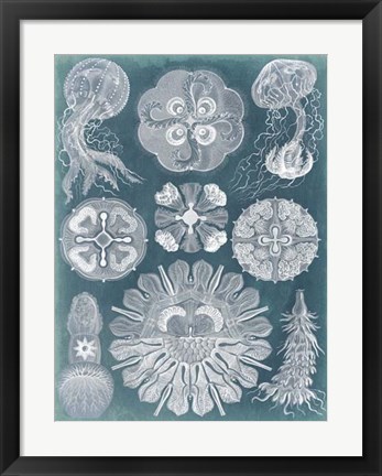 Framed Sealife Blueprint IV Print