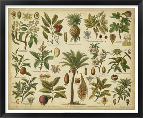 Framed Classification of Tropical Plants Print