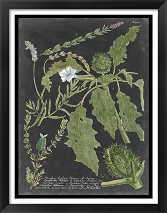 Framed Dramatic Weinmann Greenery II Print
