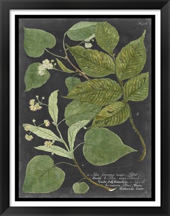 Framed Dramatic Weinmann Greenery III Print