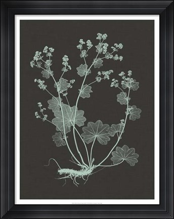 Framed Mint &amp; Charcoal Nature Study I Print