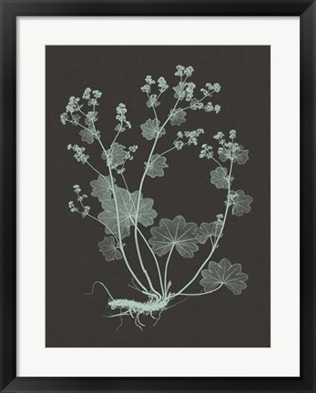 Framed Mint &amp; Charcoal Nature Study I Print