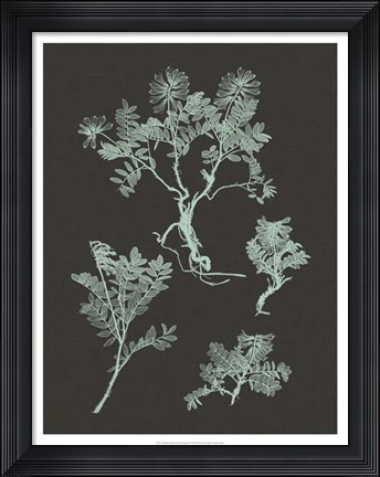 Framed Mint &amp; Charcoal Nature Study II Print
