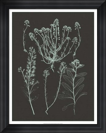 Framed Mint &amp; Charcoal Nature Study III Print
