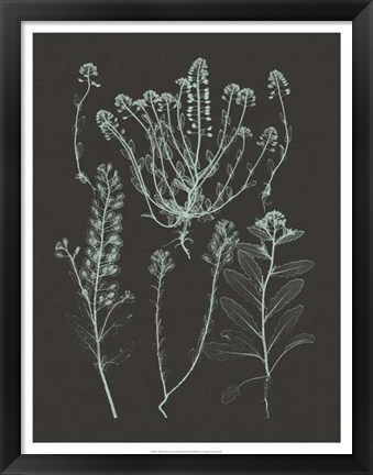 Framed Mint &amp; Charcoal Nature Study III Print