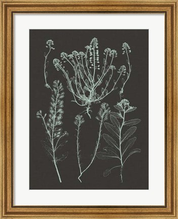 Framed Mint &amp; Charcoal Nature Study III Print