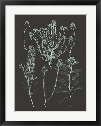 Framed Mint &amp; Charcoal Nature Study III Print