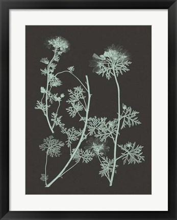 Framed Mint &amp; Charcoal Nature Study IV Print