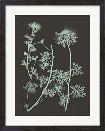 Framed Mint &amp; Charcoal Nature Study IV Print