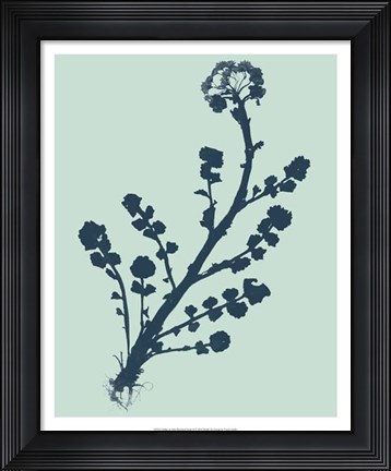 Framed Indigo &amp; Mint Botanical Study II Print