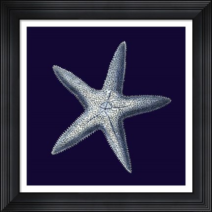 Framed Indigo Shells IV Print