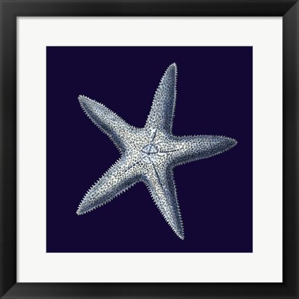 Framed Indigo Shells IV Print