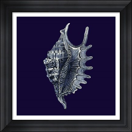 Framed Indigo Shells VI Print