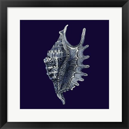 Framed Indigo Shells VI Print