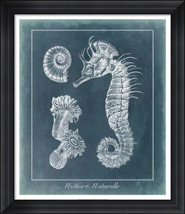 Framed Azure Seahorse Study II Print