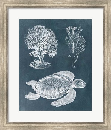 Framed Azure Sea Turtle Study I Print