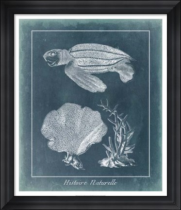 Framed Azure Sea Turtle Study II Print