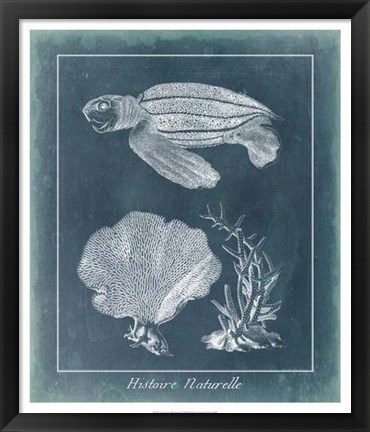 Framed Azure Sea Turtle Study II Print