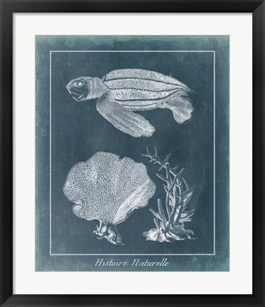 Framed Azure Sea Turtle Study II Print