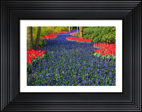 Framed Blue Dutch Tulip Flowerbed Print