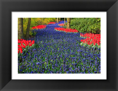 Framed Blue Dutch Tulip Flowerbed Print