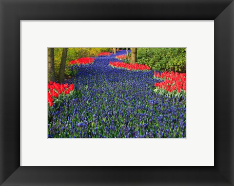 Framed Blue Dutch Tulip Flowerbed Print