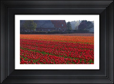 Framed Dutch Red Tulip Field Print