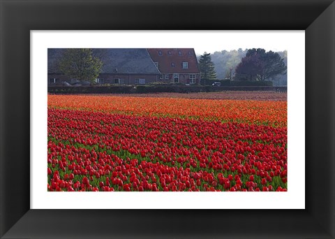 Framed Dutch Red Tulip Field Print