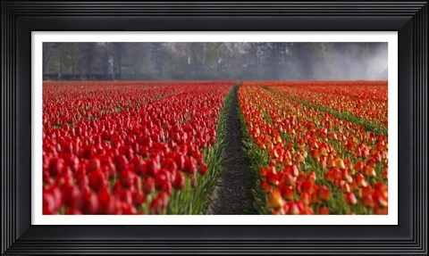 Framed Dutch Tulip Field Print