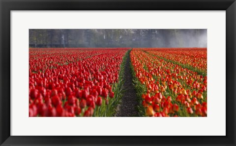 Framed Dutch Tulip Field Print