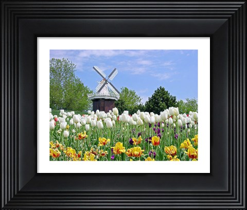 Framed Dutch Tulip Field And Windmill Print