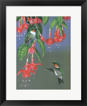 Framed Hummers &amp; Fuchsia Print