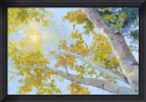 Framed Aspen Canopy Print