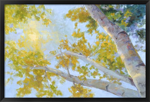 Framed Aspen Canopy Print