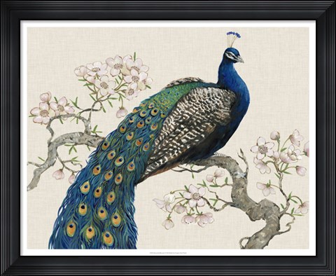 Framed Peacock &amp; Blossoms I Print