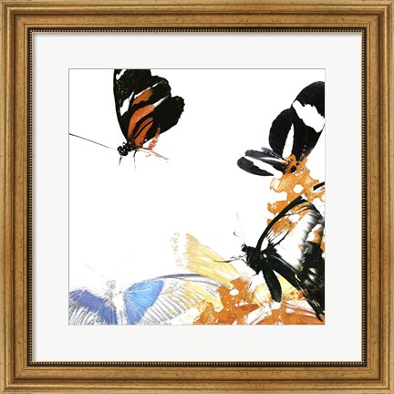 Framed Butterfly Inflorescence IV Print