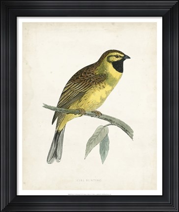 Framed Cirl Bunting Print