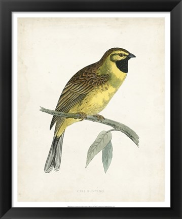 Framed Cirl Bunting Print