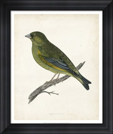 Framed Greenfinch Print