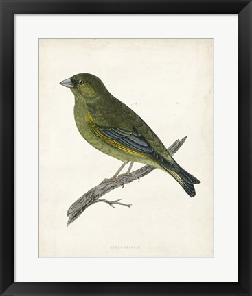 Framed Greenfinch Print