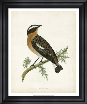 Framed Whinchat Print