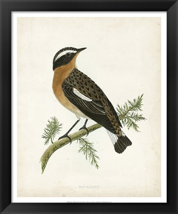 Framed Whinchat Print